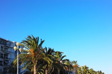 Photo of Buildings and palm trees against blue sky in city, low angle view. Space for text