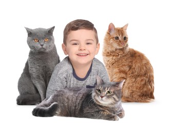 Image of Cute child and cats on white background. First pet