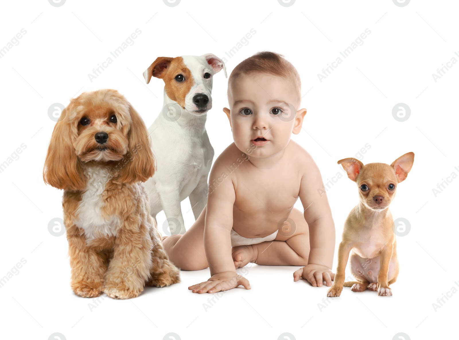 Image of Cute child and dogs on white background. First pet