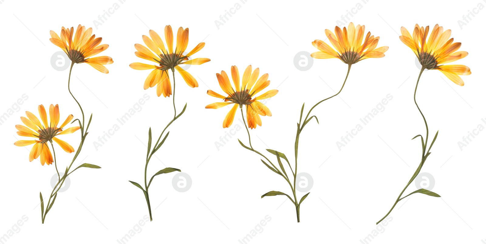 Image of Dried and pressed calendula flowers isolated on white, set