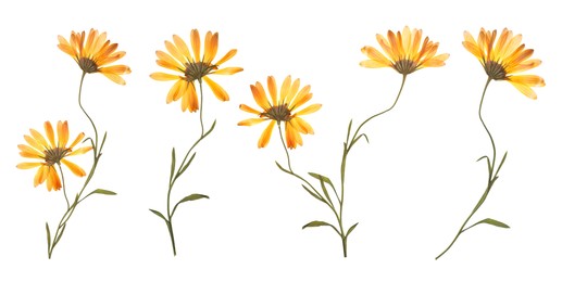 Image of Dried and pressed calendula flowers isolated on white, set
