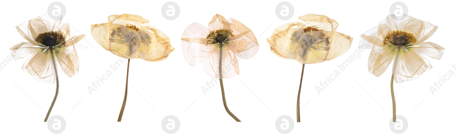 Image of Dried and pressed decorative poppy flowers isolated on white, set