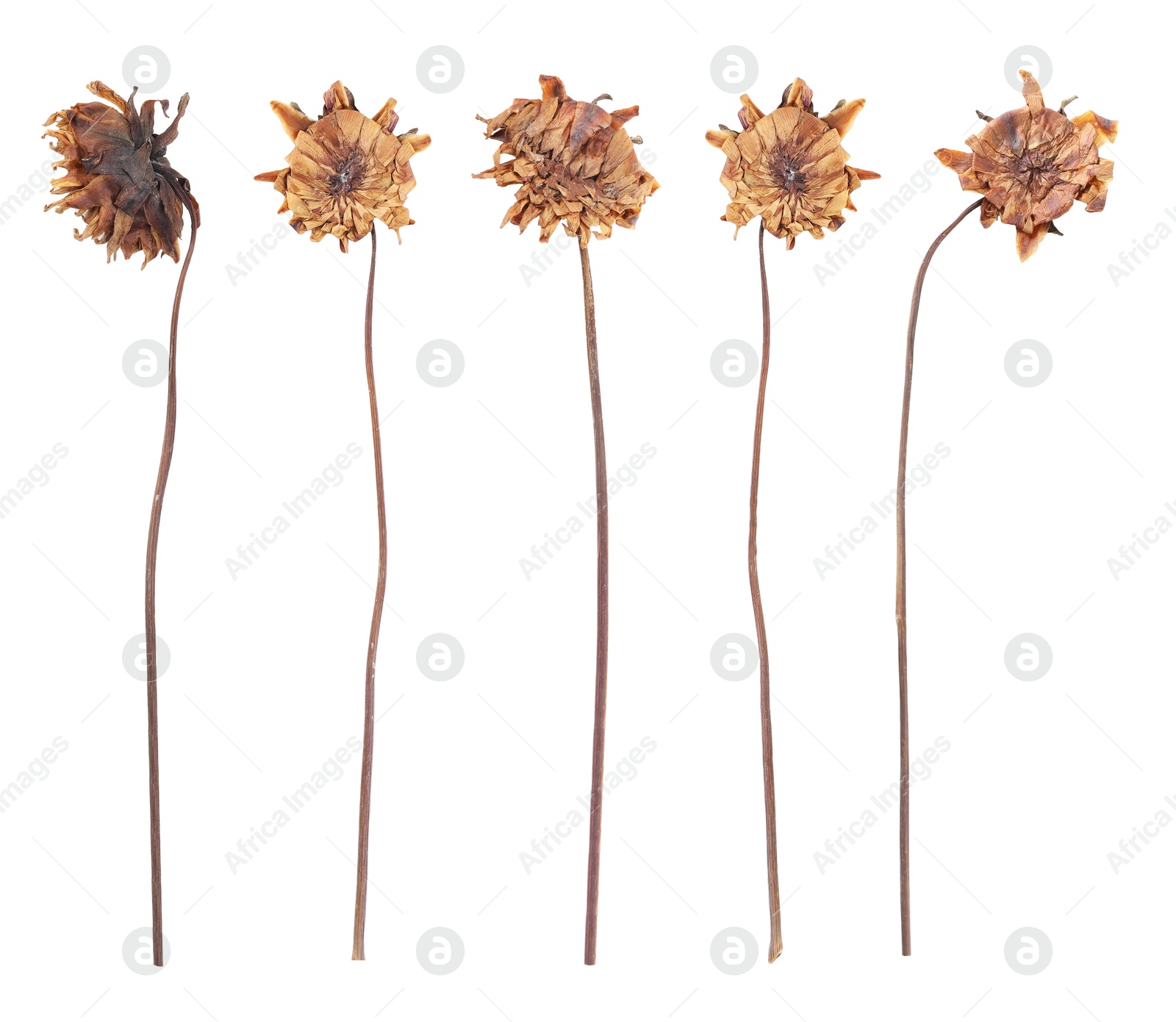Image of Dried and pressed dahlia flowers isolated on white, set