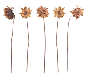 Image of Dried and pressed dahlia flowers isolated on white, set