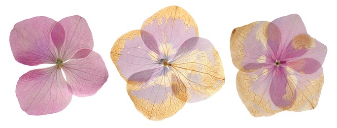 Image of Dried and pressed hydrangea flowers isolated on white, set