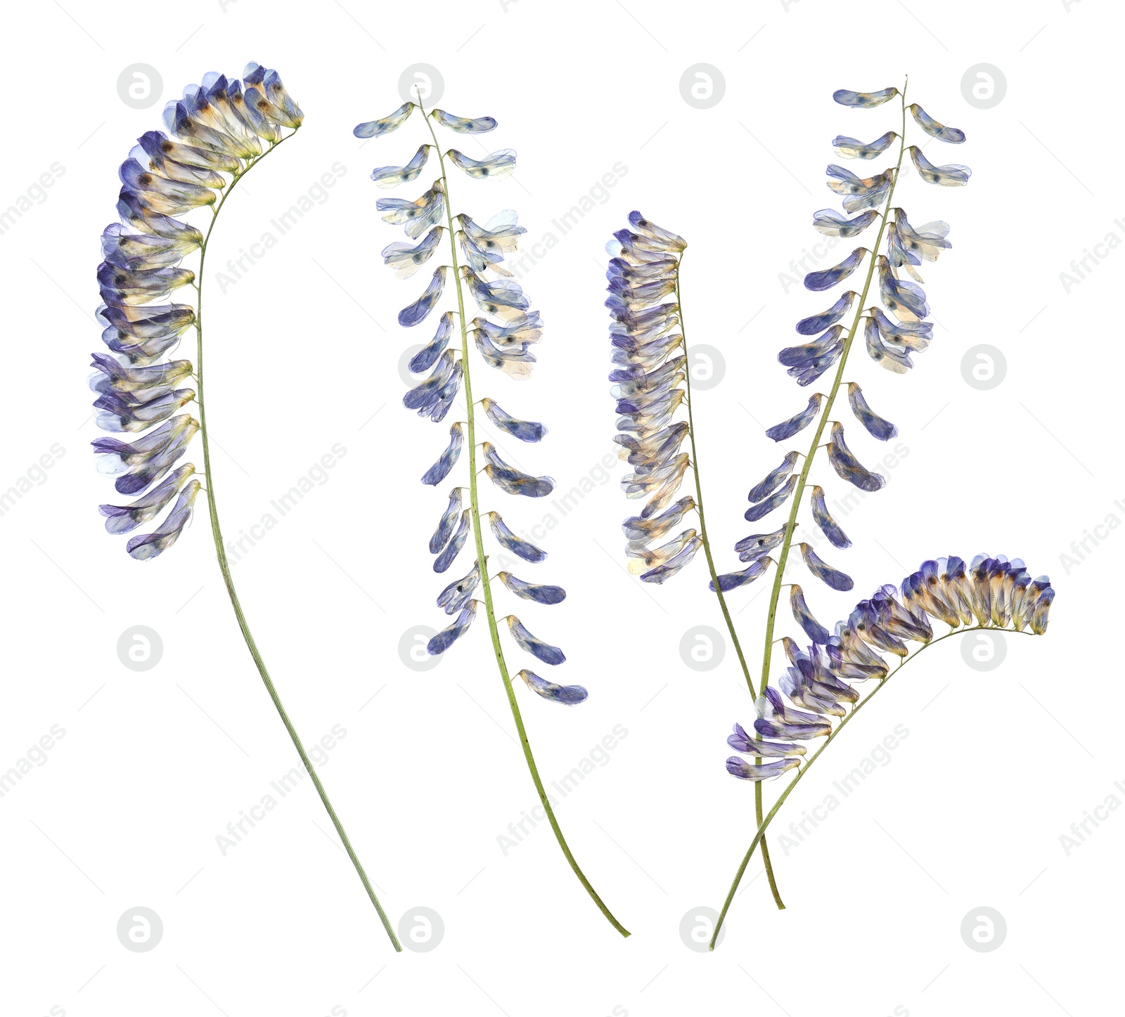 Image of Dried and pressed vicia flowers isolated on white, set