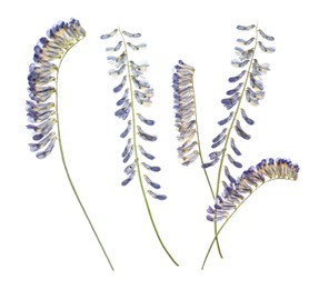 Image of Dried and pressed vicia flowers isolated on white, set