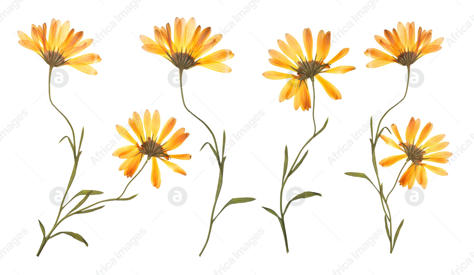 Image of Dried and pressed calendula flowers isolated on white, set