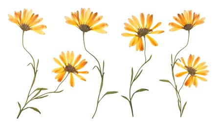 Image of Dried and pressed calendula flowers isolated on white, set