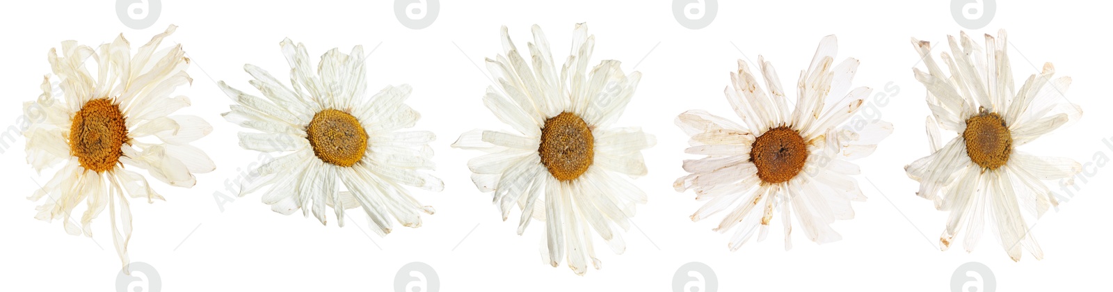 Image of Dried and pressed flowers isolated on white, set