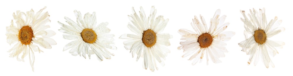Image of Dried and pressed flowers isolated on white, set