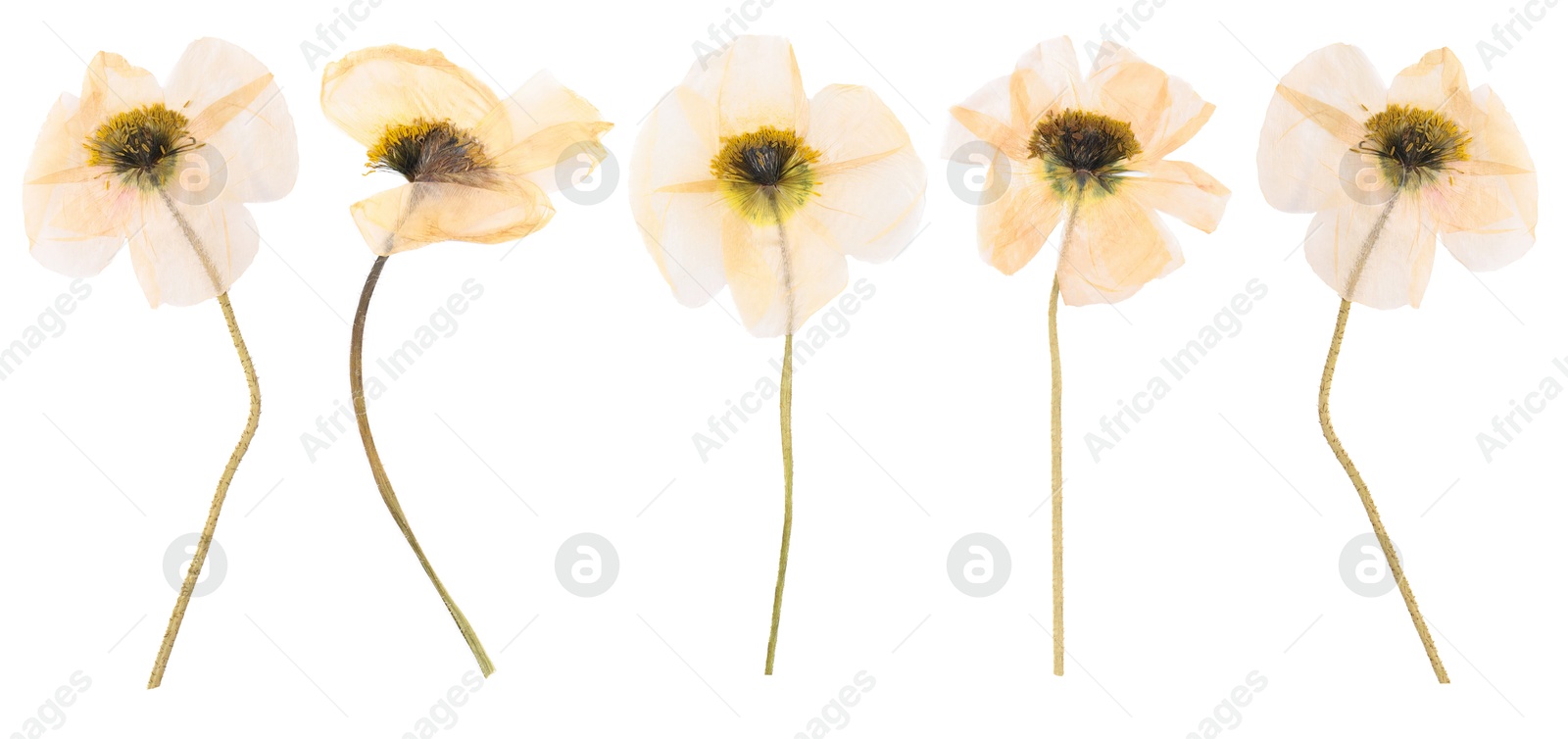 Image of Dried and pressed decorative poppy flowers isolated on white, set