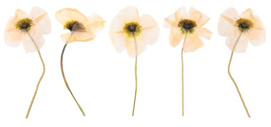 Image of Dried and pressed decorative poppy flowers isolated on white, set