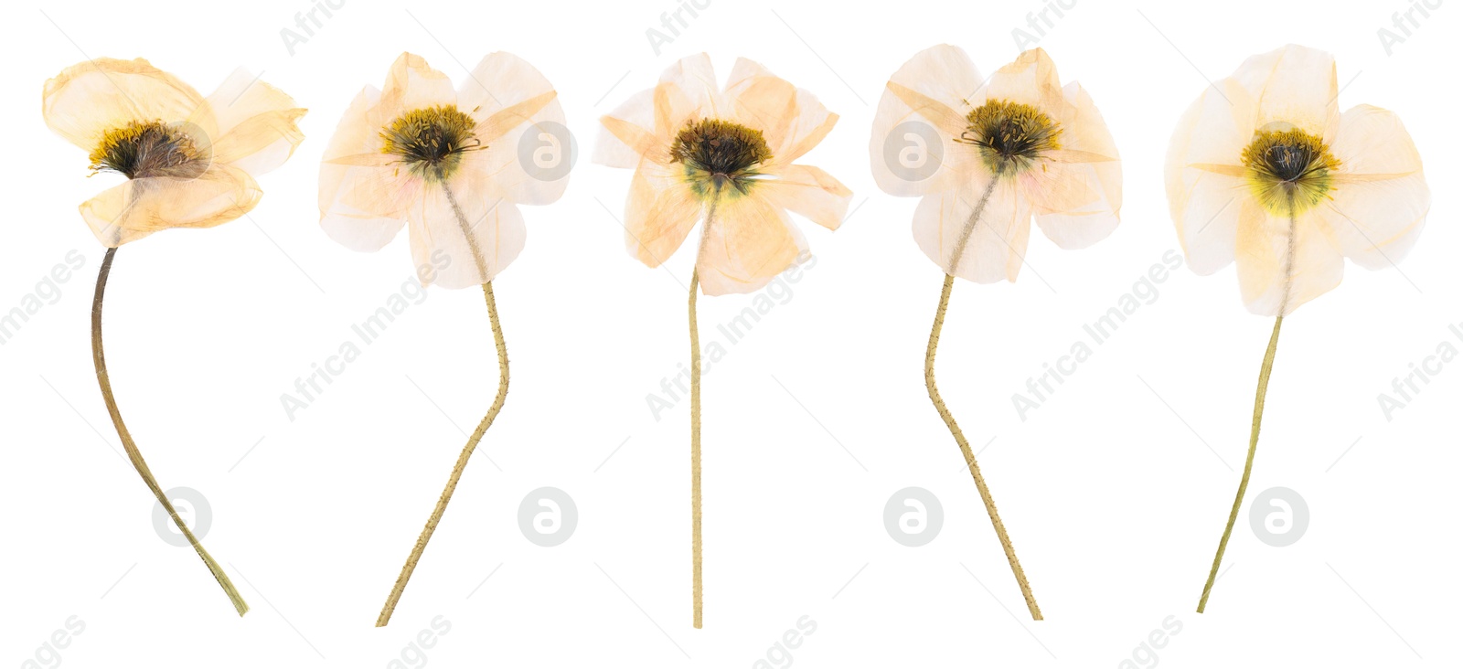 Image of Dried and pressed decorative poppy flowers isolated on white, set