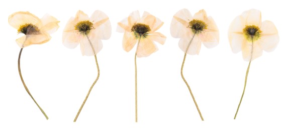 Image of Dried and pressed decorative poppy flowers isolated on white, set