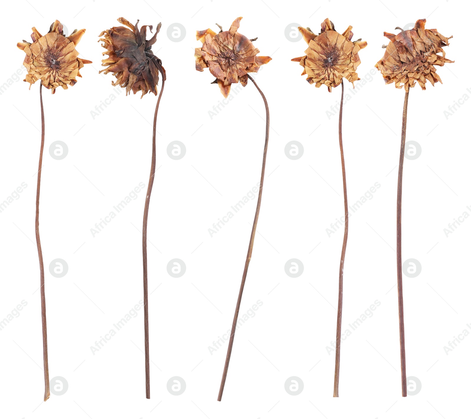 Image of Dried and pressed dahlia flowers isolated on white, set