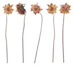 Image of Dried and pressed dahlia flowers isolated on white, set