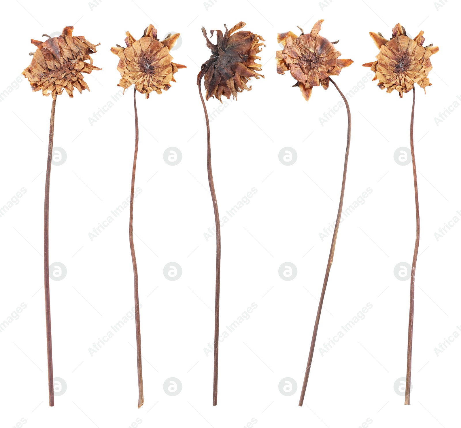 Image of Dried and pressed dahlia flowers isolated on white, set