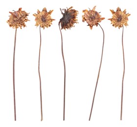 Image of Dried and pressed dahlia flowers isolated on white, set