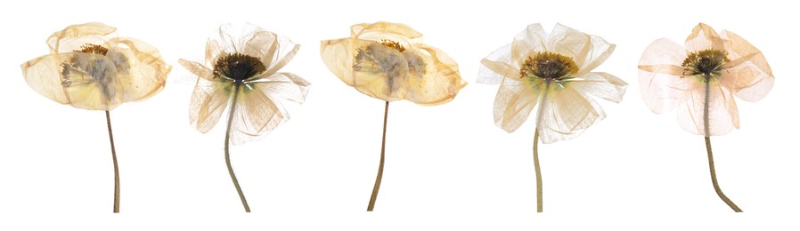 Image of Dried and pressed decorative poppy flowers isolated on white, set