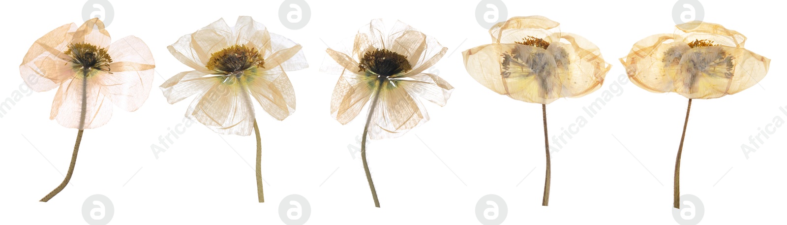 Image of Dried and pressed decorative poppy flowers isolated on white, set