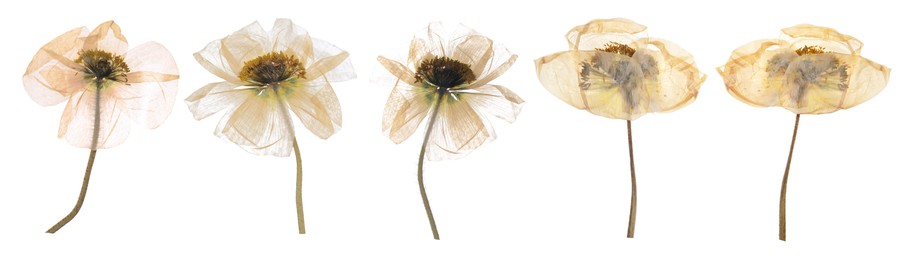 Image of Dried and pressed decorative poppy flowers isolated on white, set