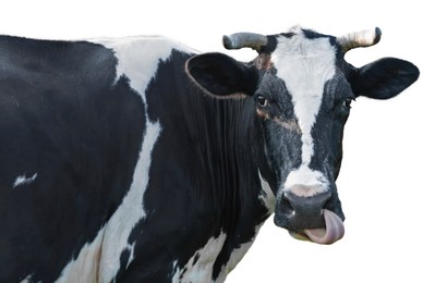 Image of Cute cow isolated on white. Farm animal