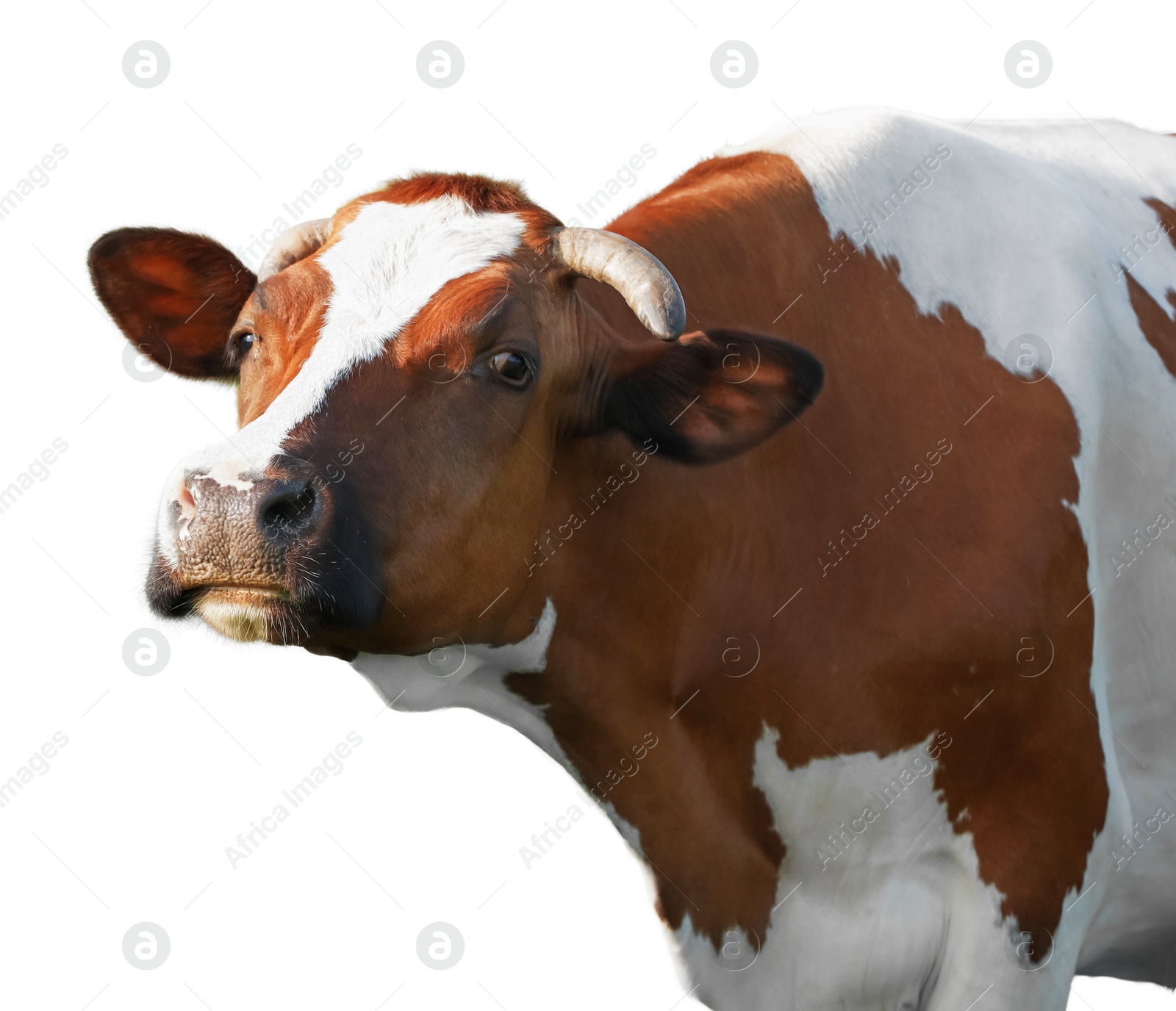 Image of Cute cow isolated on white. Farm animal