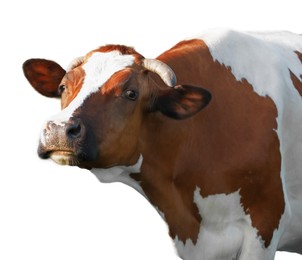 Image of Cute cow isolated on white. Farm animal