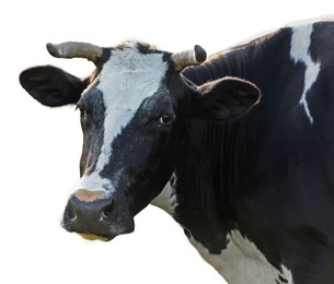 Image of Cute cow isolated on white. Farm animal