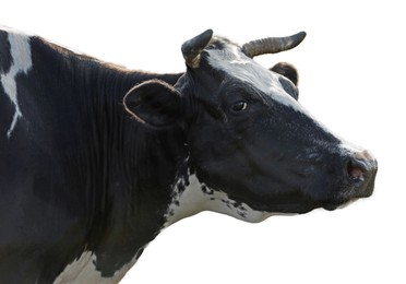 Image of Cute cow isolated on white. Farm animal