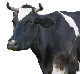 Image of Cute cow isolated on white. Farm animal