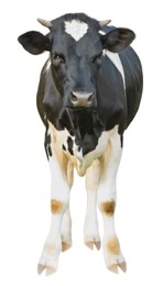 Image of Cute cow isolated on white. Farm animal