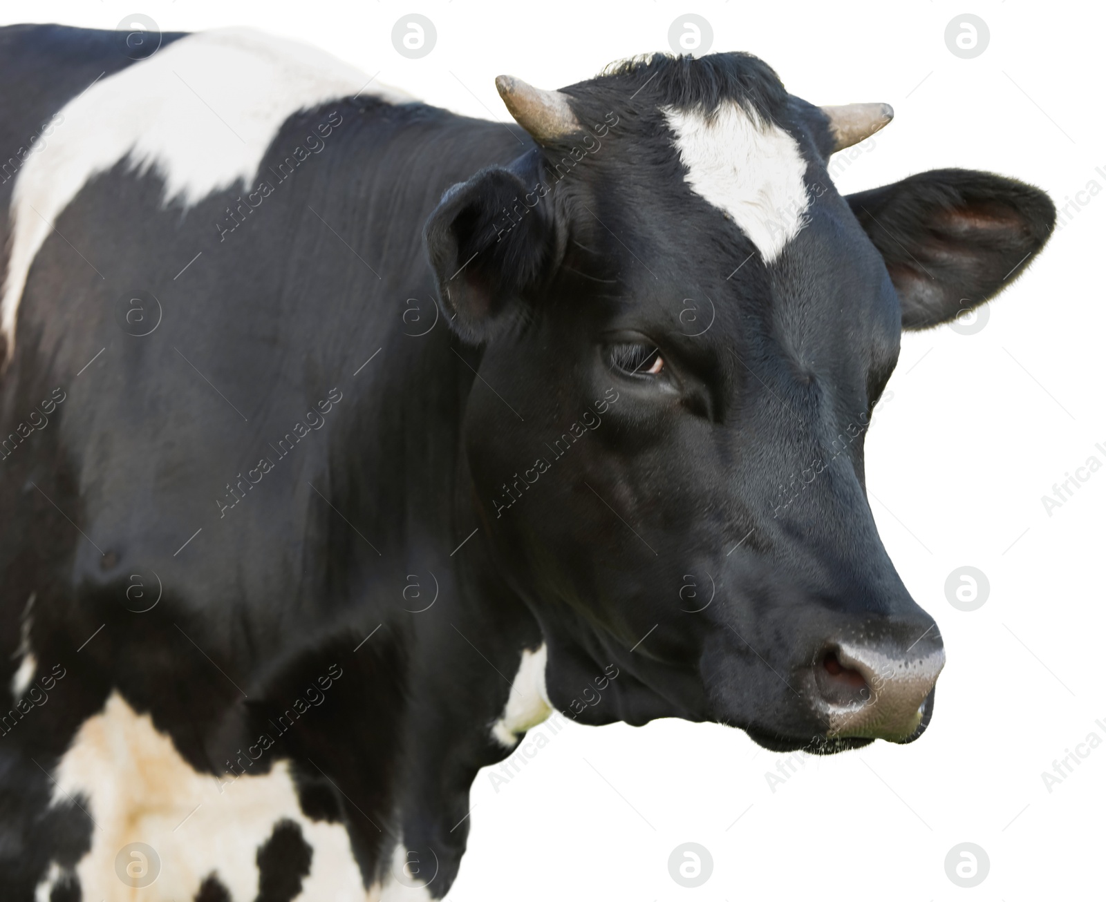 Image of Cute cow isolated on white. Farm animal