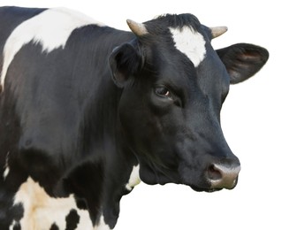 Image of Cute cow isolated on white. Farm animal