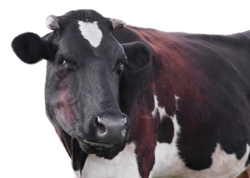 Image of Cute cow isolated on white. Farm animal