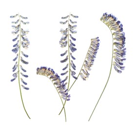 Image of Dried and pressed vicia flowers isolated on white, set