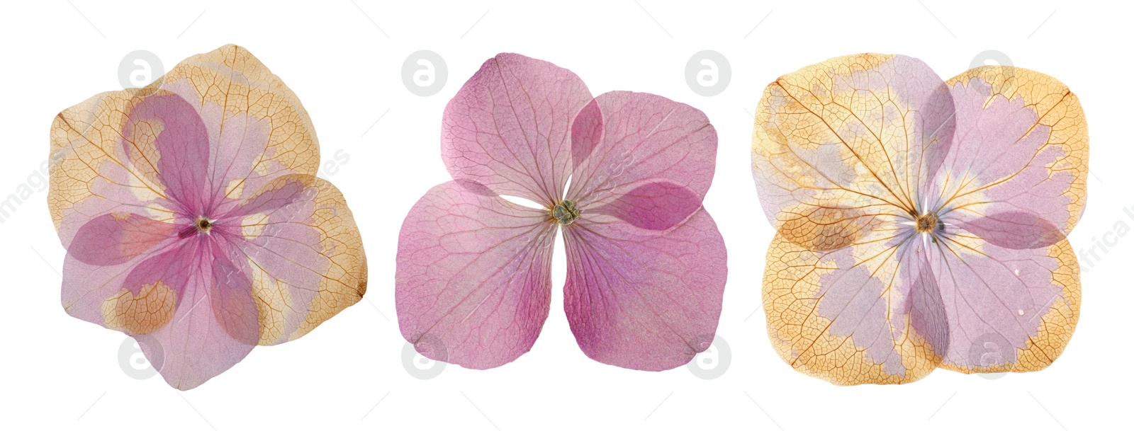 Image of Dried and pressed hydrangea flowers isolated on white, set