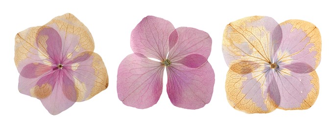 Image of Dried and pressed hydrangea flowers isolated on white, set