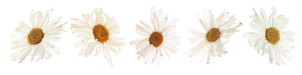 Image of Dried and pressed flowers isolated on white, set