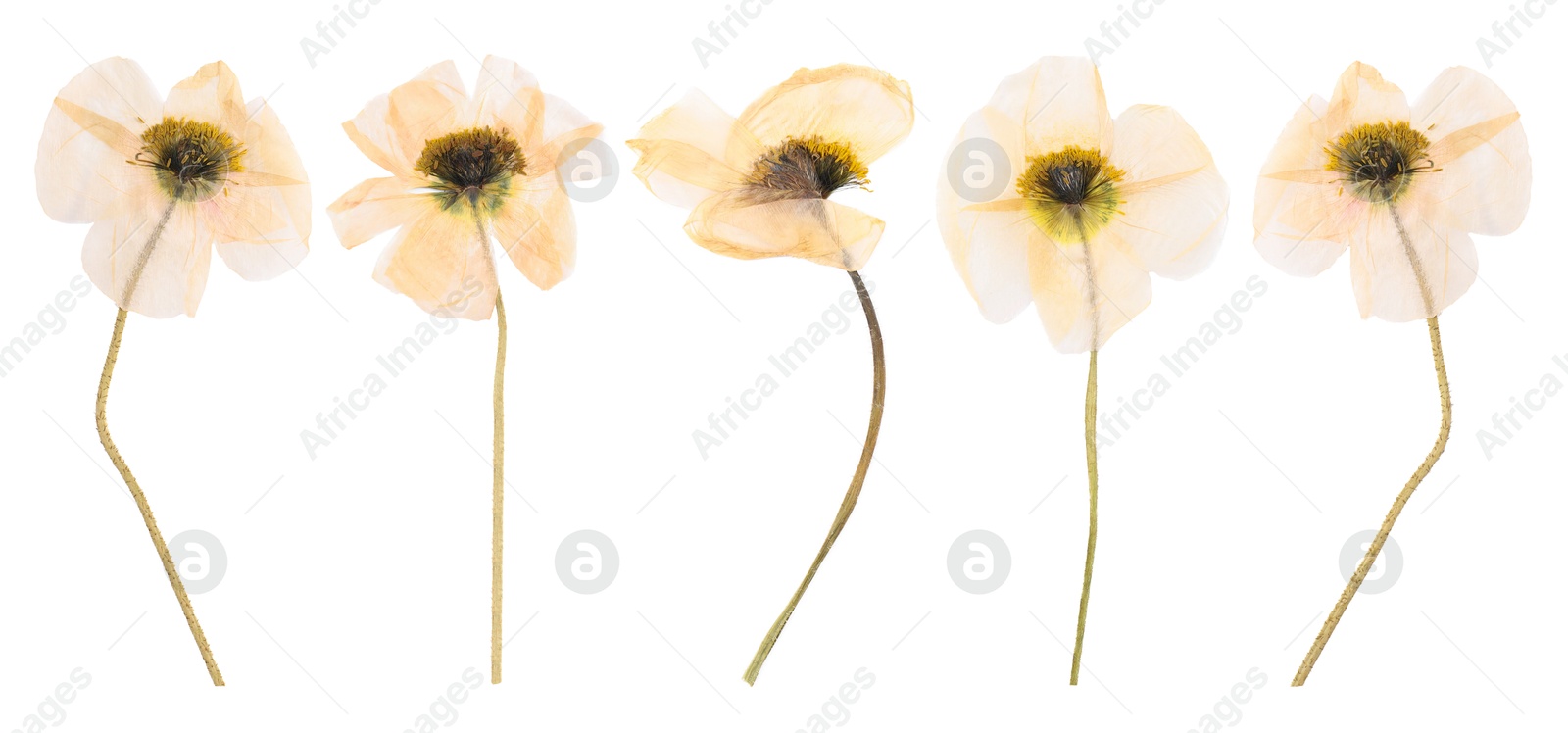 Image of Dried and pressed decorative poppy flowers isolated on white, set