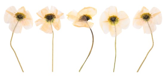 Image of Dried and pressed decorative poppy flowers isolated on white, set