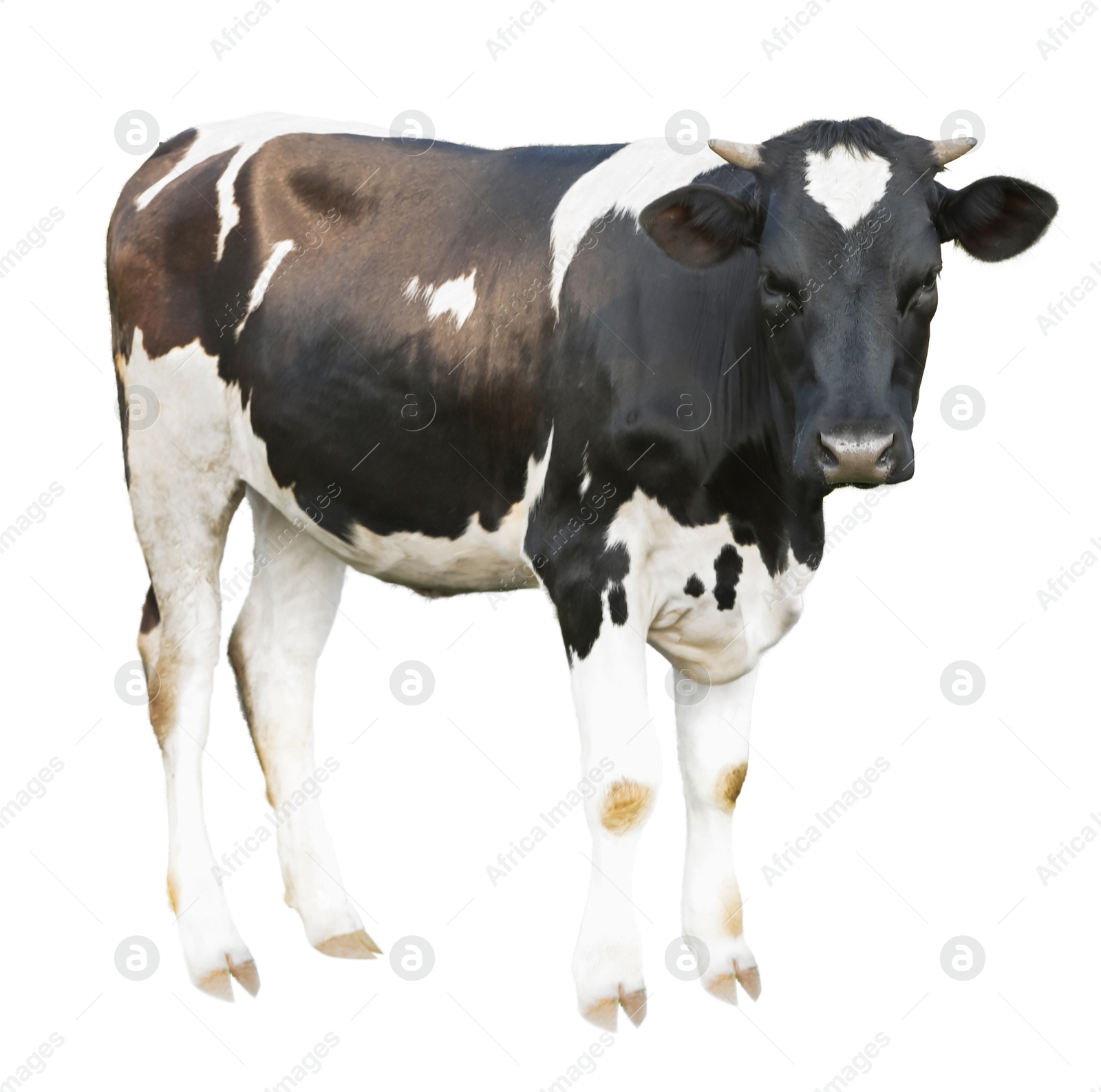 Image of Cute cow isolated on white. Farm animal
