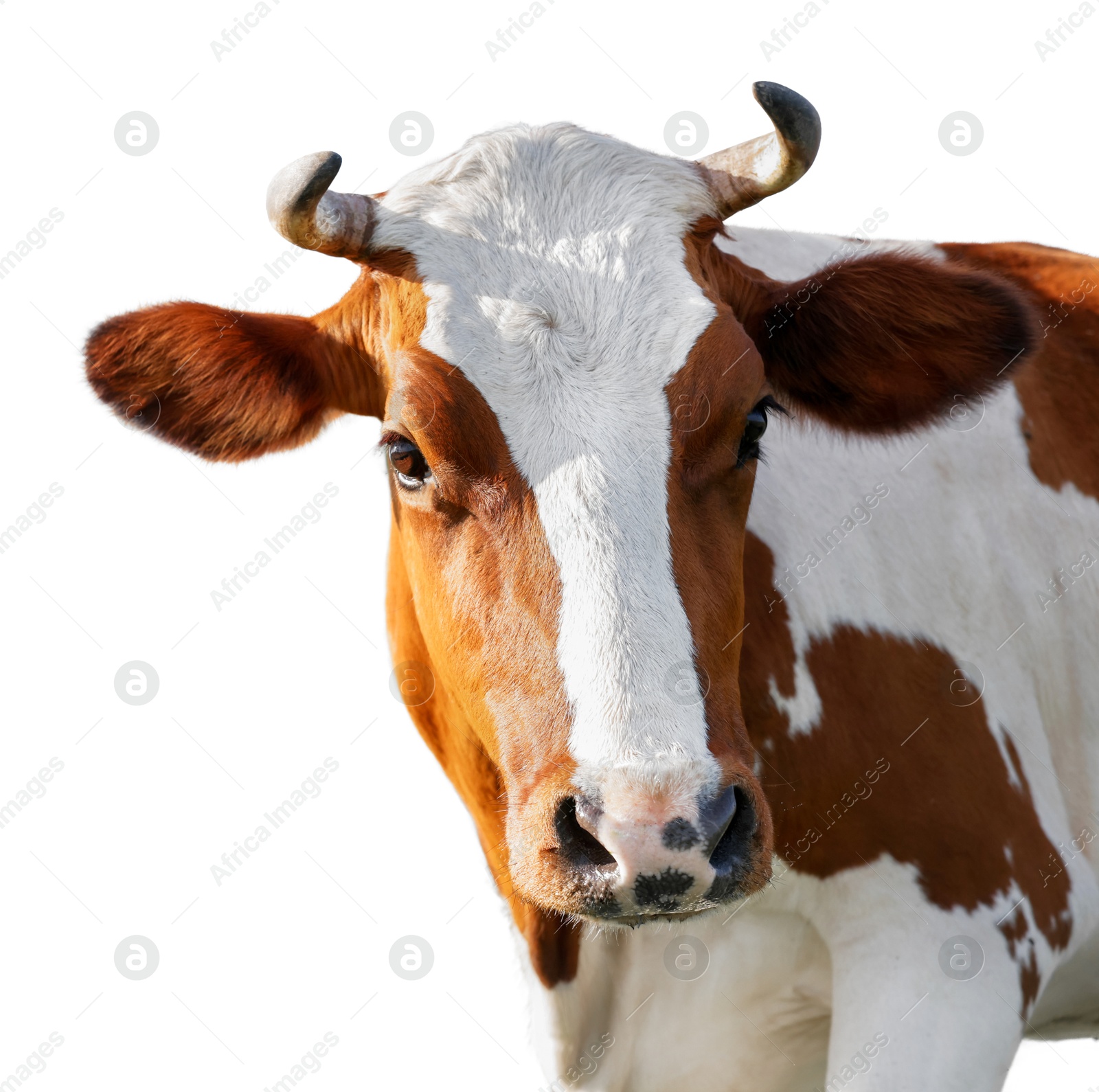 Image of Cute cow isolated on white. Farm animal