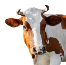 Image of Cute cow isolated on white. Farm animal