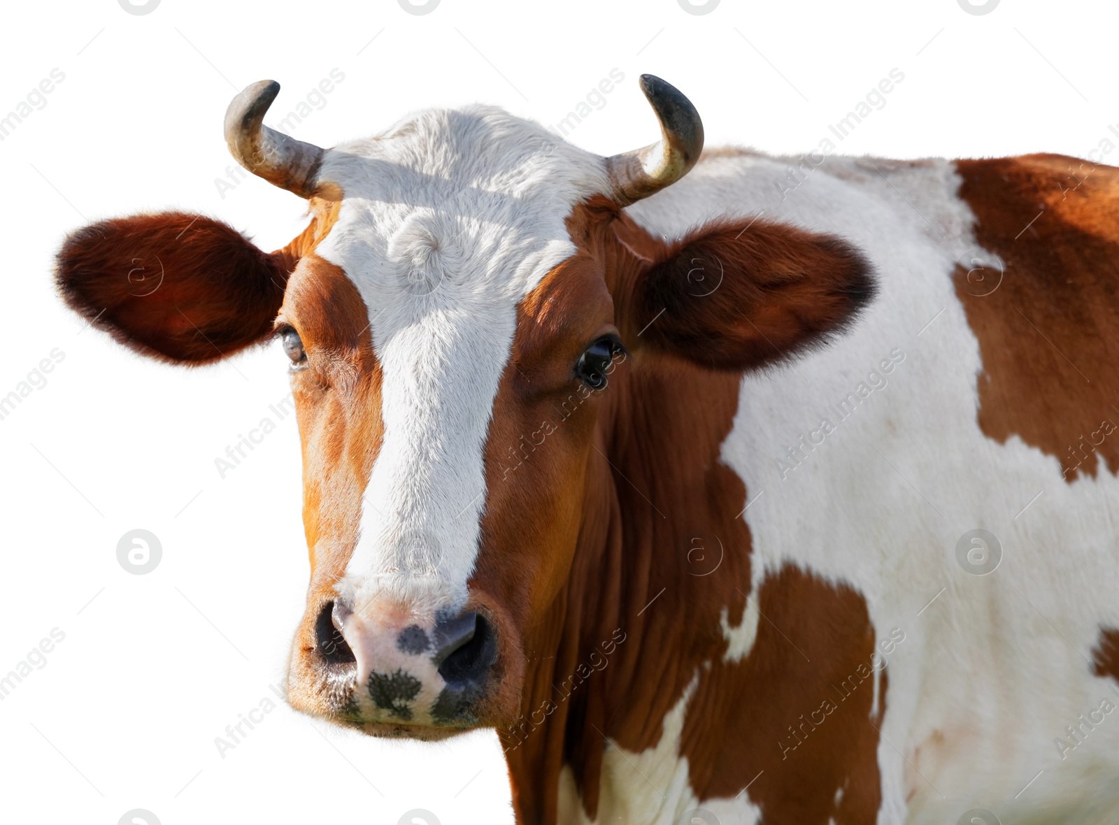 Image of Cute cow isolated on white. Farm animal
