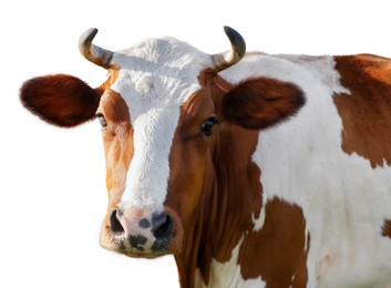 Image of Cute cow isolated on white. Farm animal