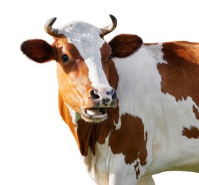 Image of Cute cow isolated on white. Farm animal
