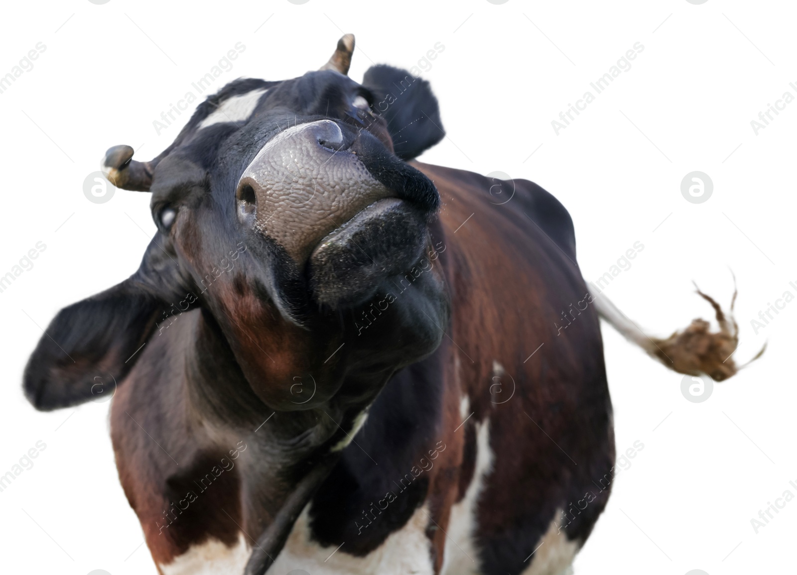 Image of Cute cow isolated on white. Farm animal
