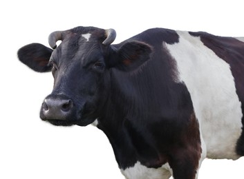 Image of Cute cow isolated on white. Farm animal